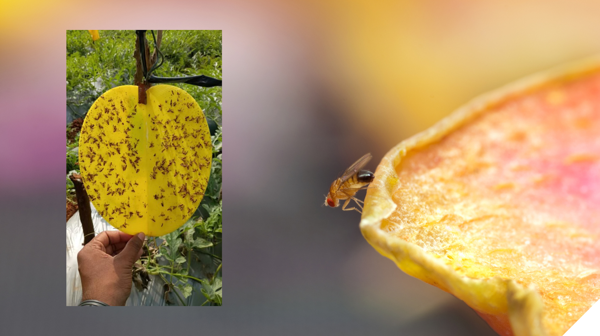 IMP18 Drew Fruit Fly