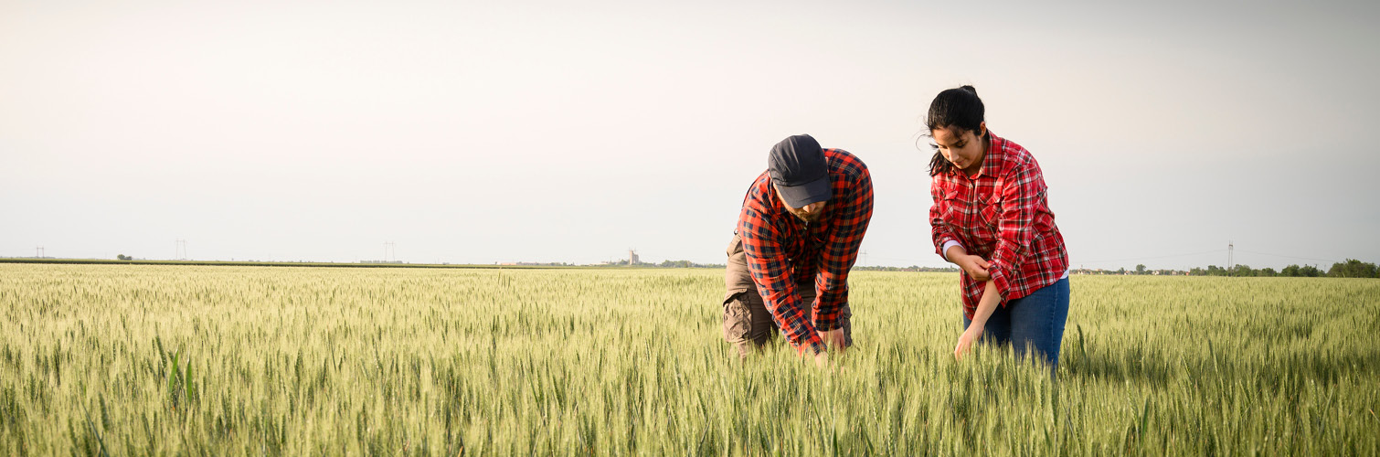 People In Field Crops Plants