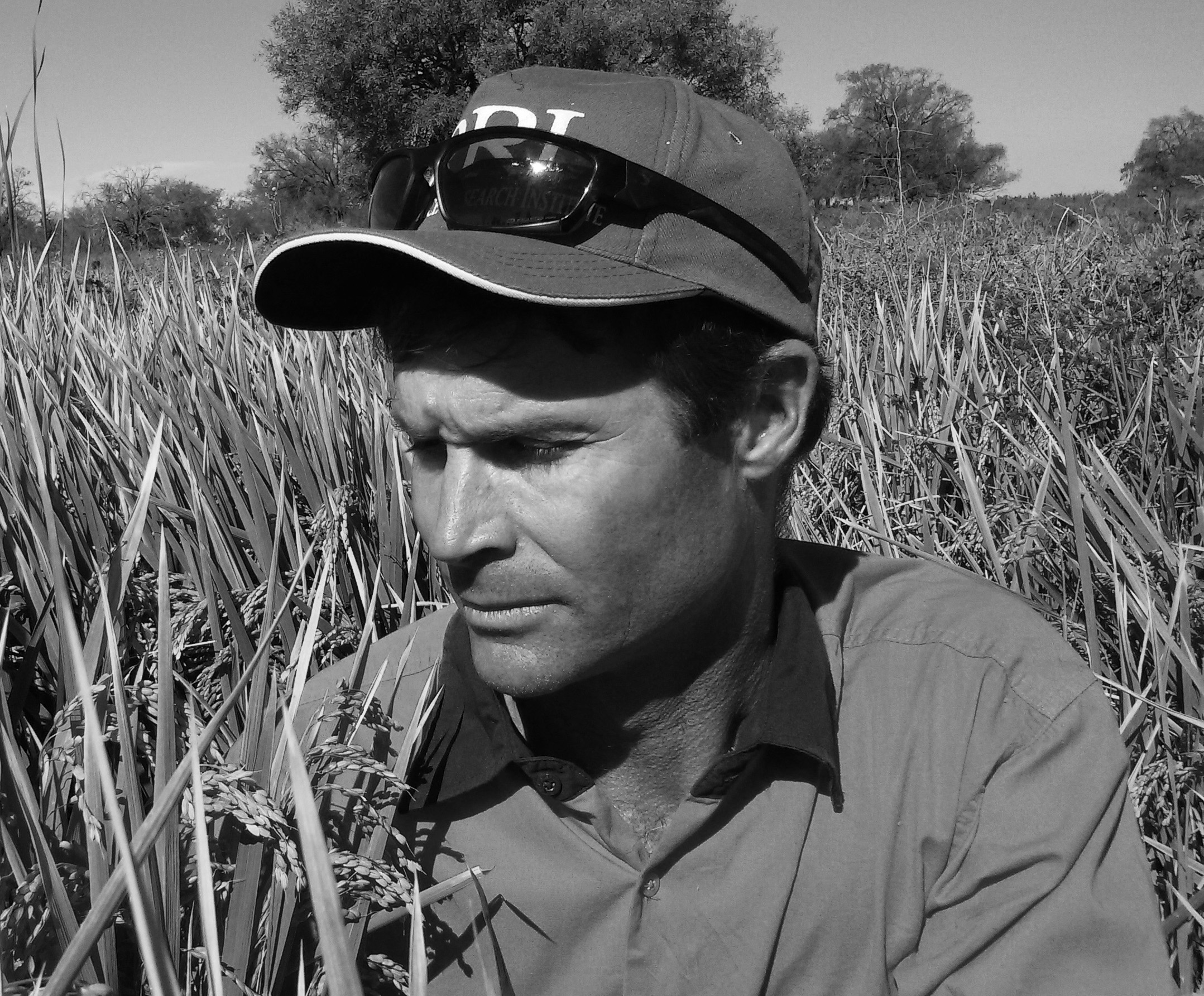 LKV In Rice Crop 0415 (Cropped) BW