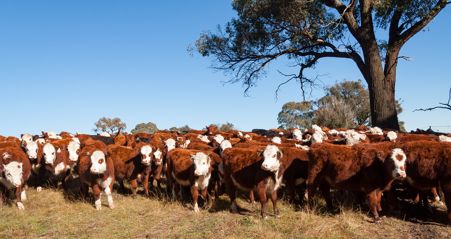Cows in paddock Australia