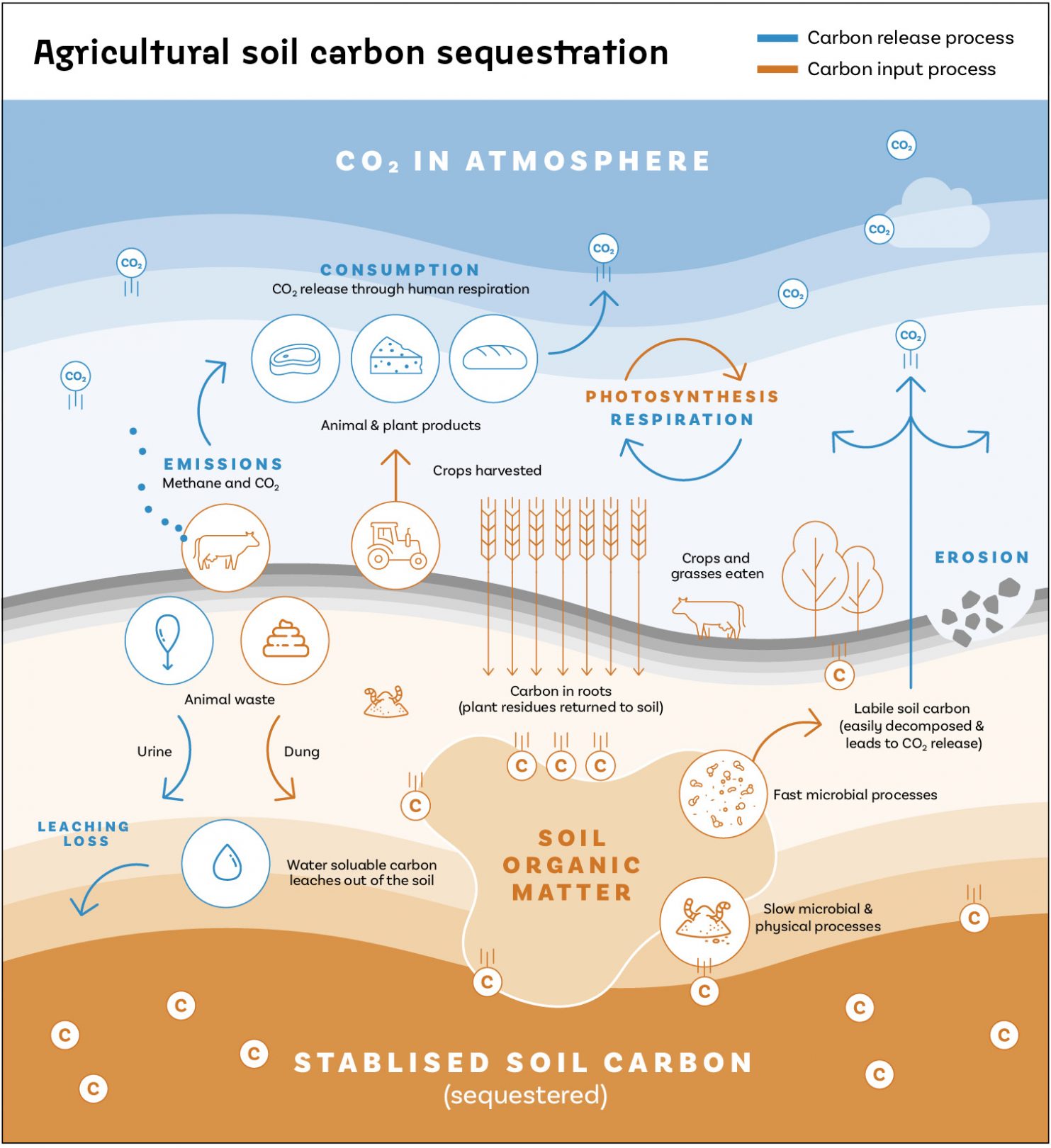 Soil carbon sequestration diagram