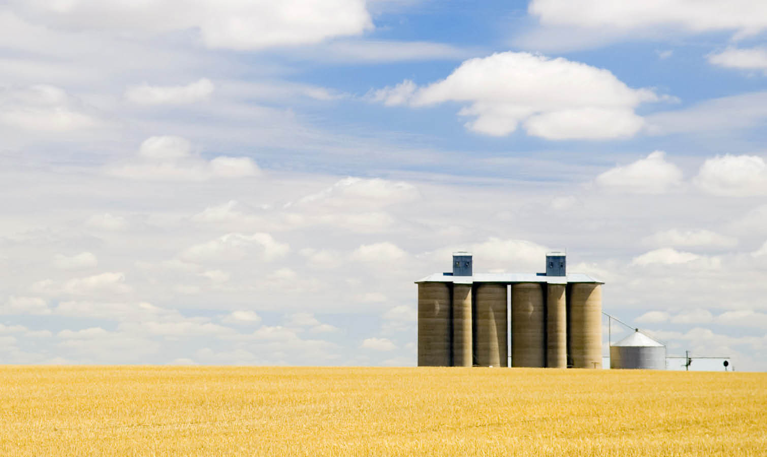 Wheat field and silo Australia
