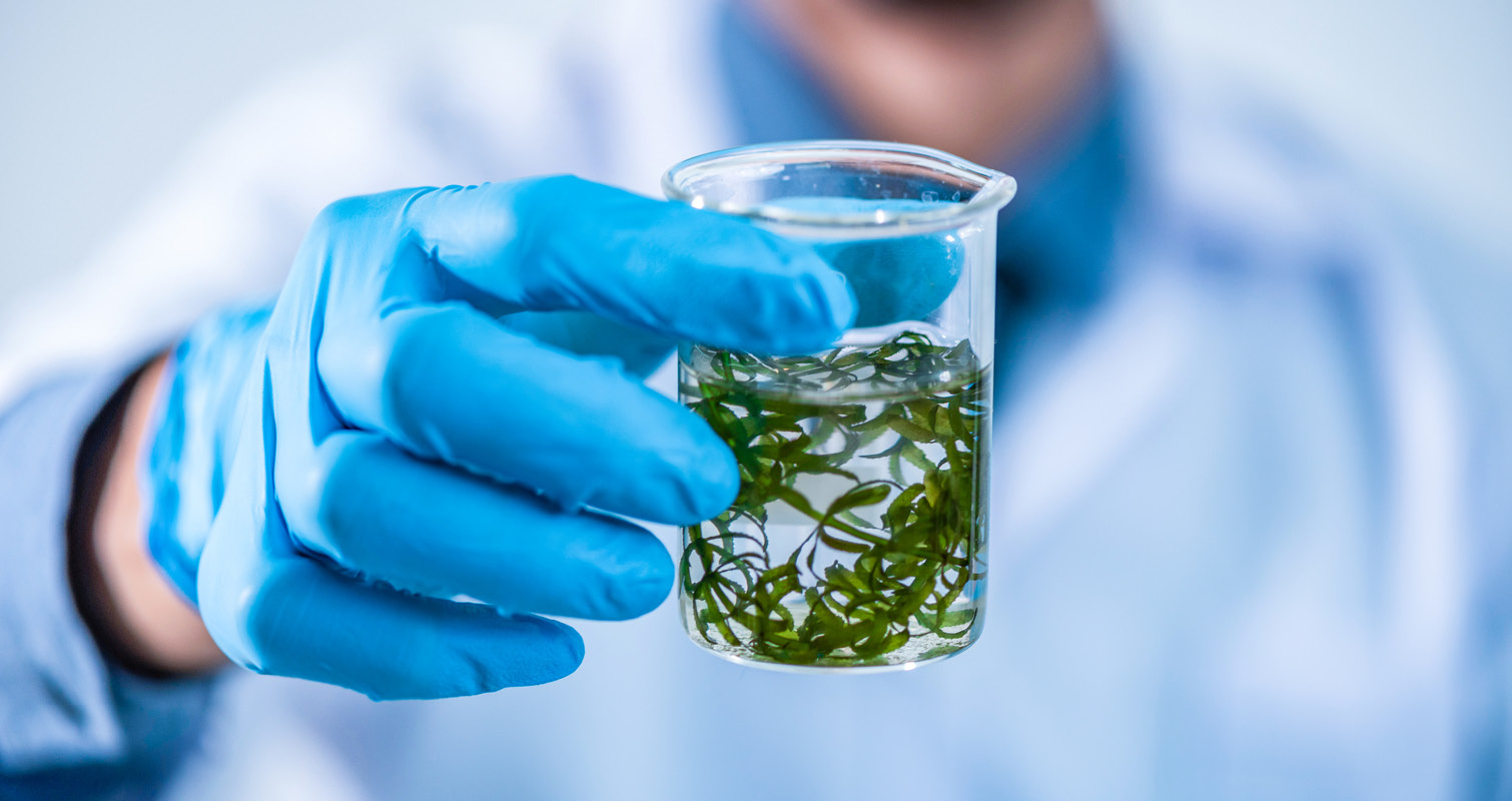 Biofuel research process in laboratory, Microalgae Photobioreactor for alternative energy innovation in Renewable Energy Laboratory