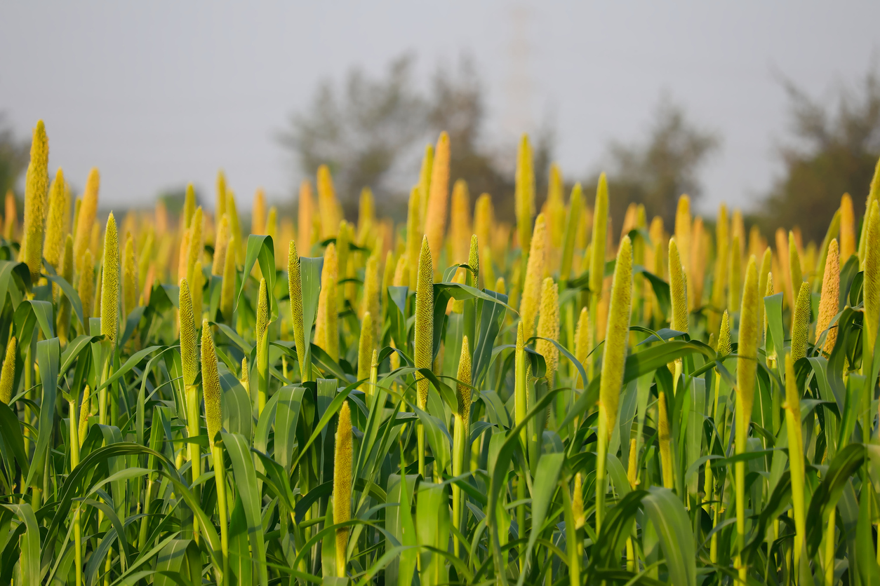 millet or sorghum plant views in a farmland,cultivation pearls millet fields,pearls production of beer and wine,fields of pearl millets ( bajra )